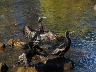 [oc] Little Black Cormorants (Phalacrocorax sulcirostris) - Kedron Brook, Brisbane, Australia - May 2024