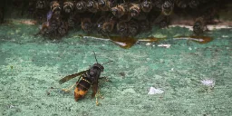 The hornet has landed: Scientists combat new honeybee killer in US