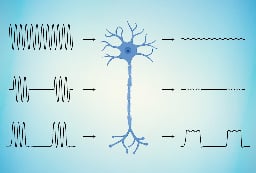 Rice-engineered material can reconnect severed nerves