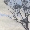 Emergent Properly