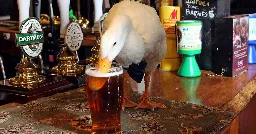 Duck Wearing Bow-Tie Walks Into Pub, Drinks Pint, Fights Dog