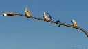 [OC] Three Sulphur Crested Cockatoos and Magpie-larks , New South Wales, Australia
