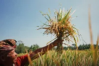 Indonesia: Bali rice experiment cuts greenhouse gas emissions and increases yields