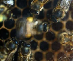 Virginia Tech study reveals that honeybee dance ‘styles’ sway food foraging success