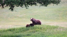 Recent grizzly encounters in Jasper National Park due to human food: officials