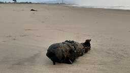 Surf's up, way up: Wild waves push WWII-era bomb onto California beach