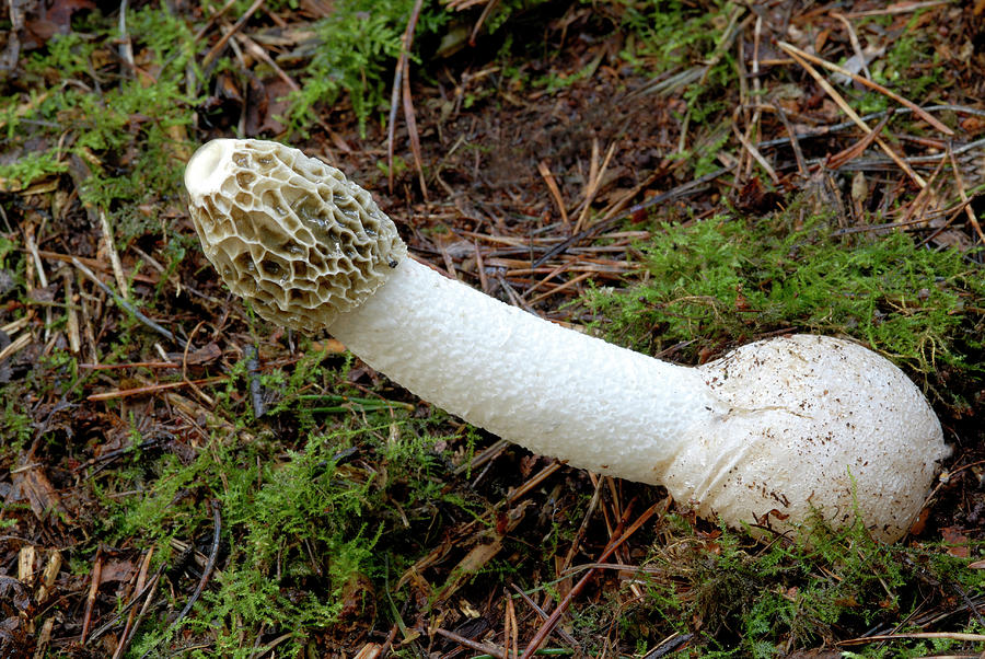 mushroom looking like a dick