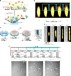 Optogenetic control reveals collective cell behavior