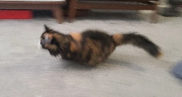 Blurry picture of a cat