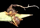 Meet The ZOMBIE Ants!! Some info and cool pictures!