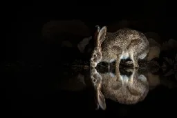 Rabbits Are Creatures of the Underworld According to Ancient Fears