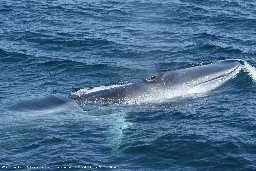 New research reveals New York Bight is an important year-round habitat for endangered fin whales