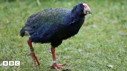 Takahē : "prehistoric-looking" birds released into wild in New Zealand