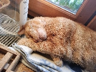 [x-posted] Staying cosy on the radiator