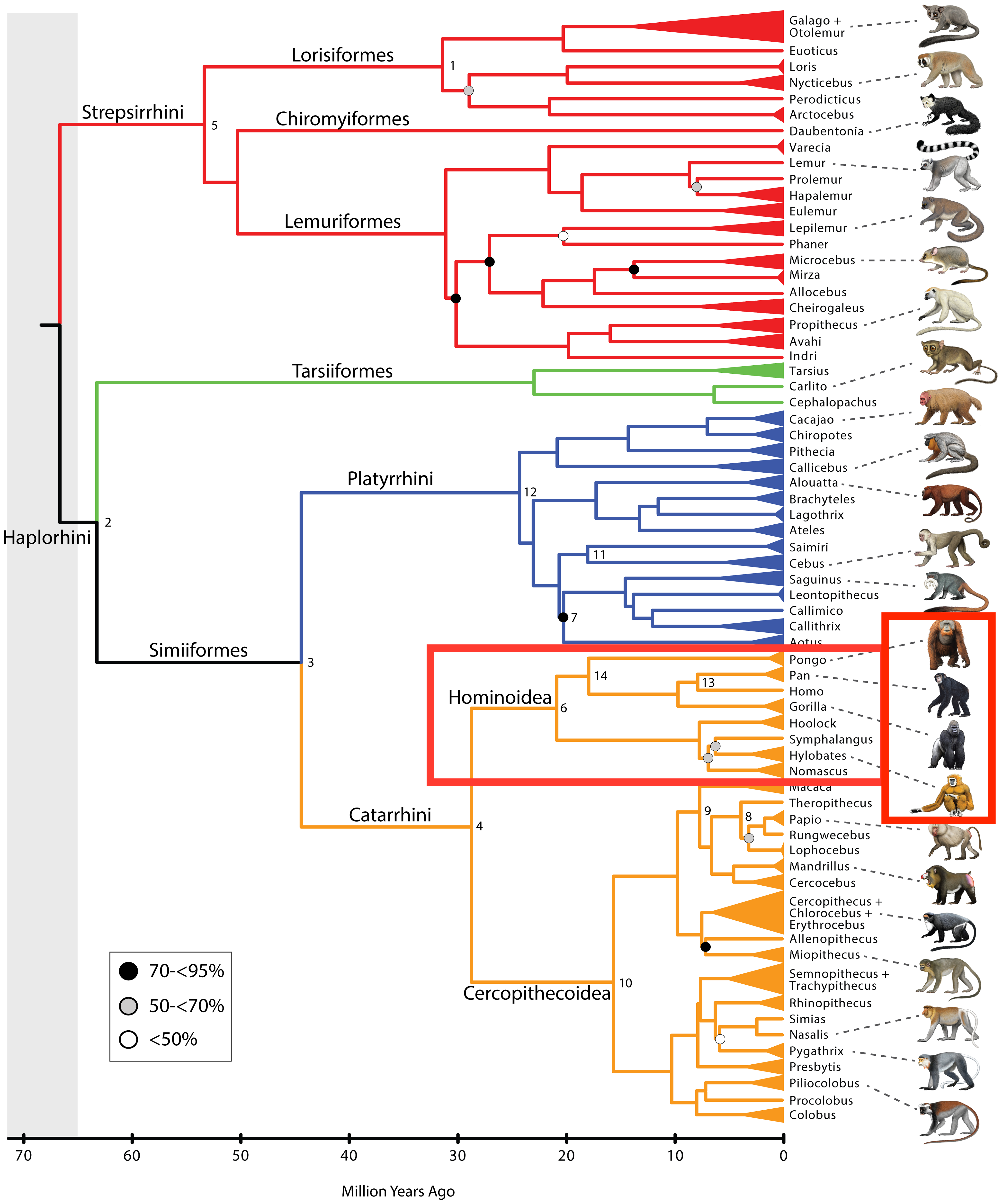 phylogeny of the primates.