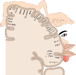 Cortical homunculus - Wikipedia