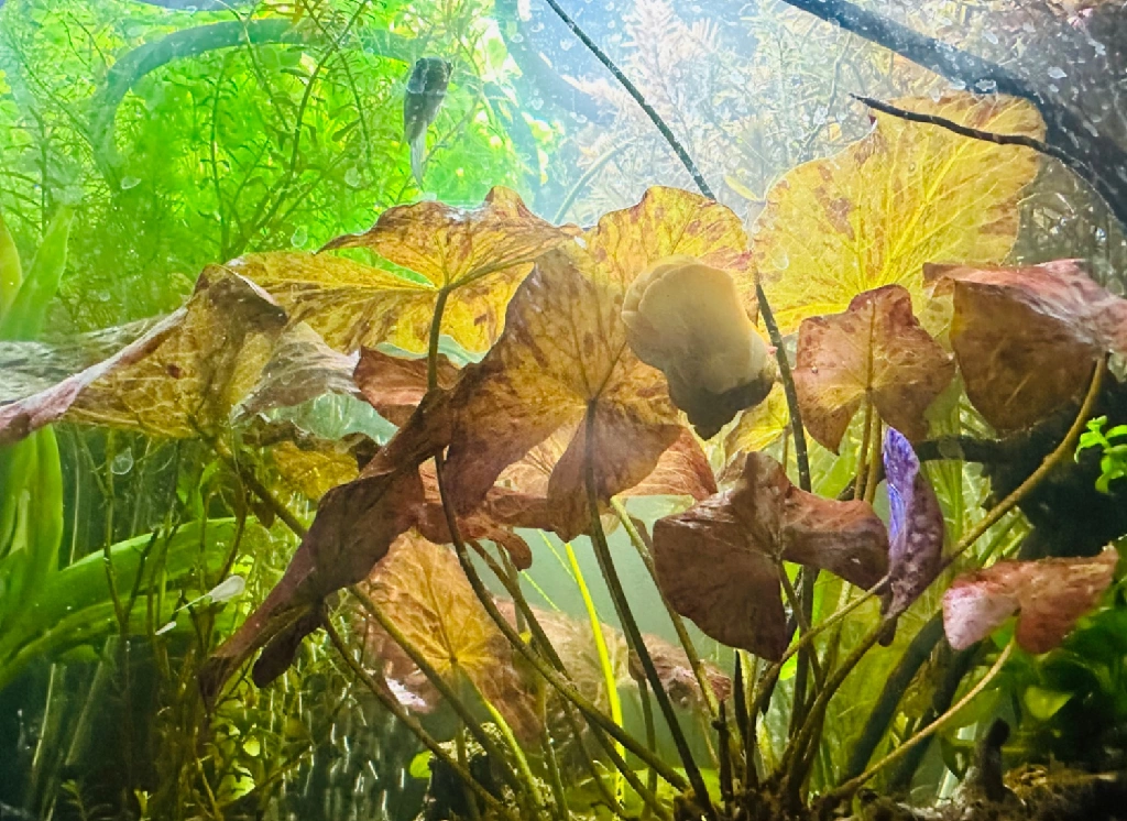 tight shot of the tigers