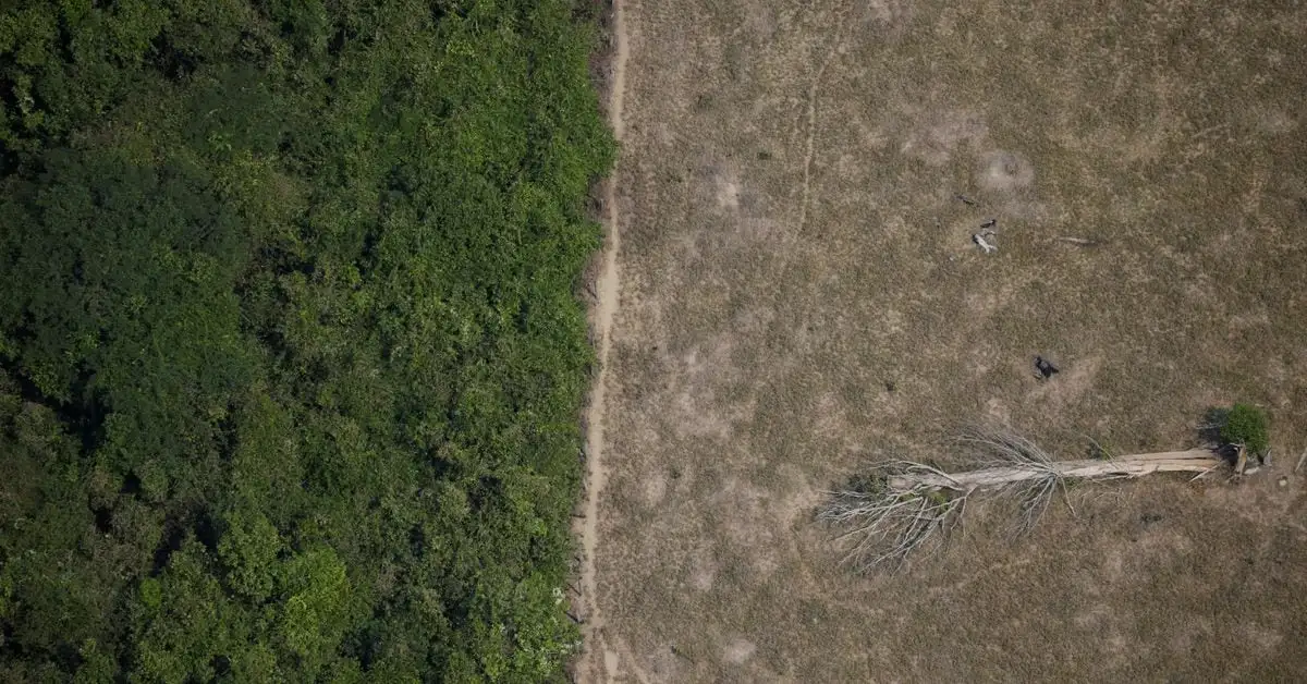 Brazil to propose mega fund to conserve forests at COP28 climate summit