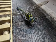 Dragonfly in restaurant [OC]