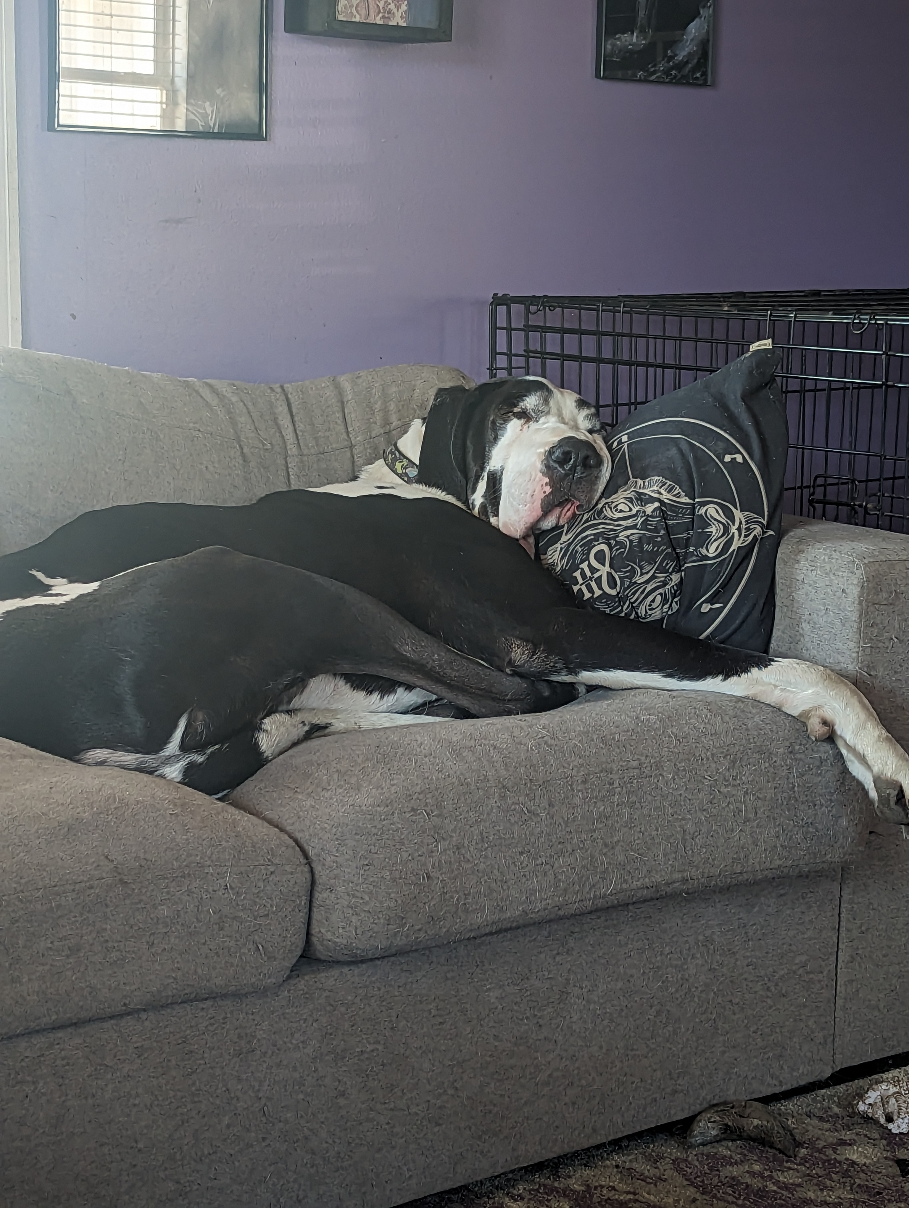 Augustus, the Great (sleepy) Dane