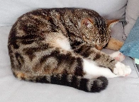 Neighbour cat asleep in my gazebo