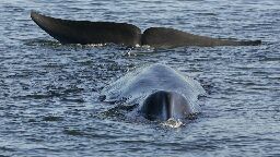 Iceland says commercial whaling can resume after temporary ban