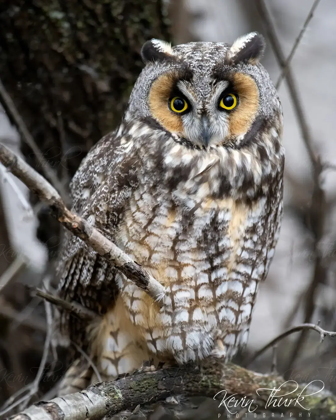 Long Eared Owl