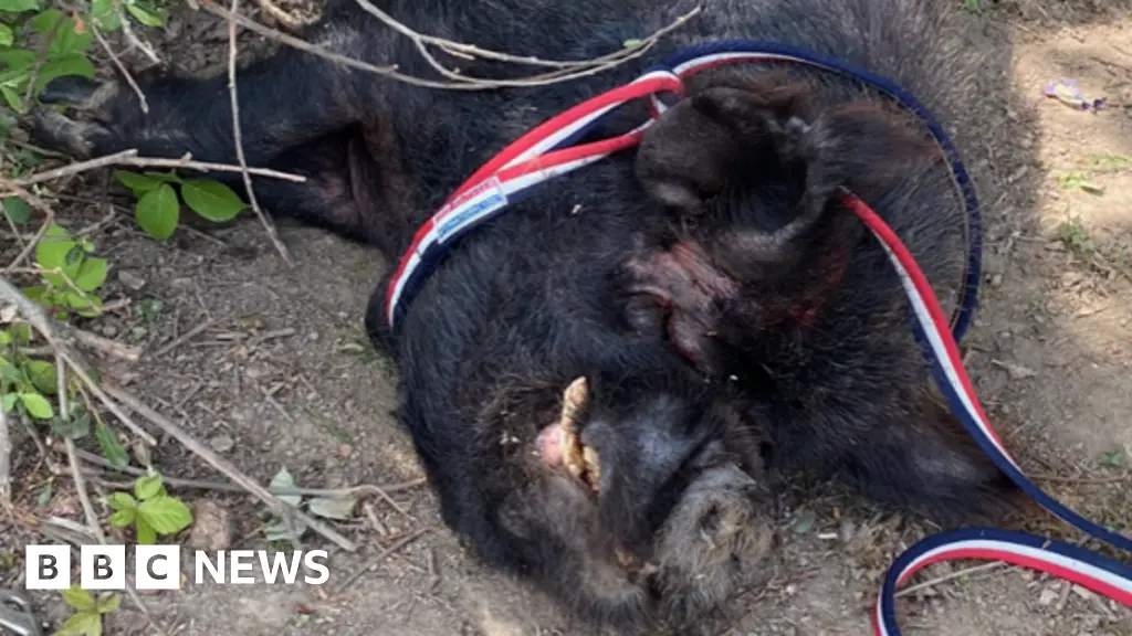 Boris the pig tempted out of ditch with Turkish delight