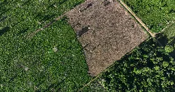 Deforestation in Brazil's Amazon falls 57% in September