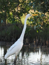 Great Egret (Ardea alba) - Kedron Brook Wetlands Reserve, Brisbane, Australia - September 2024