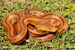 Identify a Florida Snake