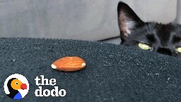 Very 'Scary' Cat Is Obsessed With A Tiny Almond | The Dodo Cat Crazy