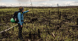 Parts of Canada’s Boreal Forest Are Burning Faster Than They Can Regrow