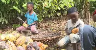 Cocoa harvested by kids as young as 5 in Ghana: CBS News investigation