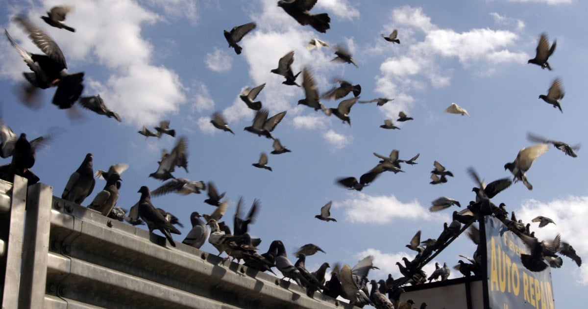 Urban birds are teeming with antibiotic-resistant bacteria, study finds