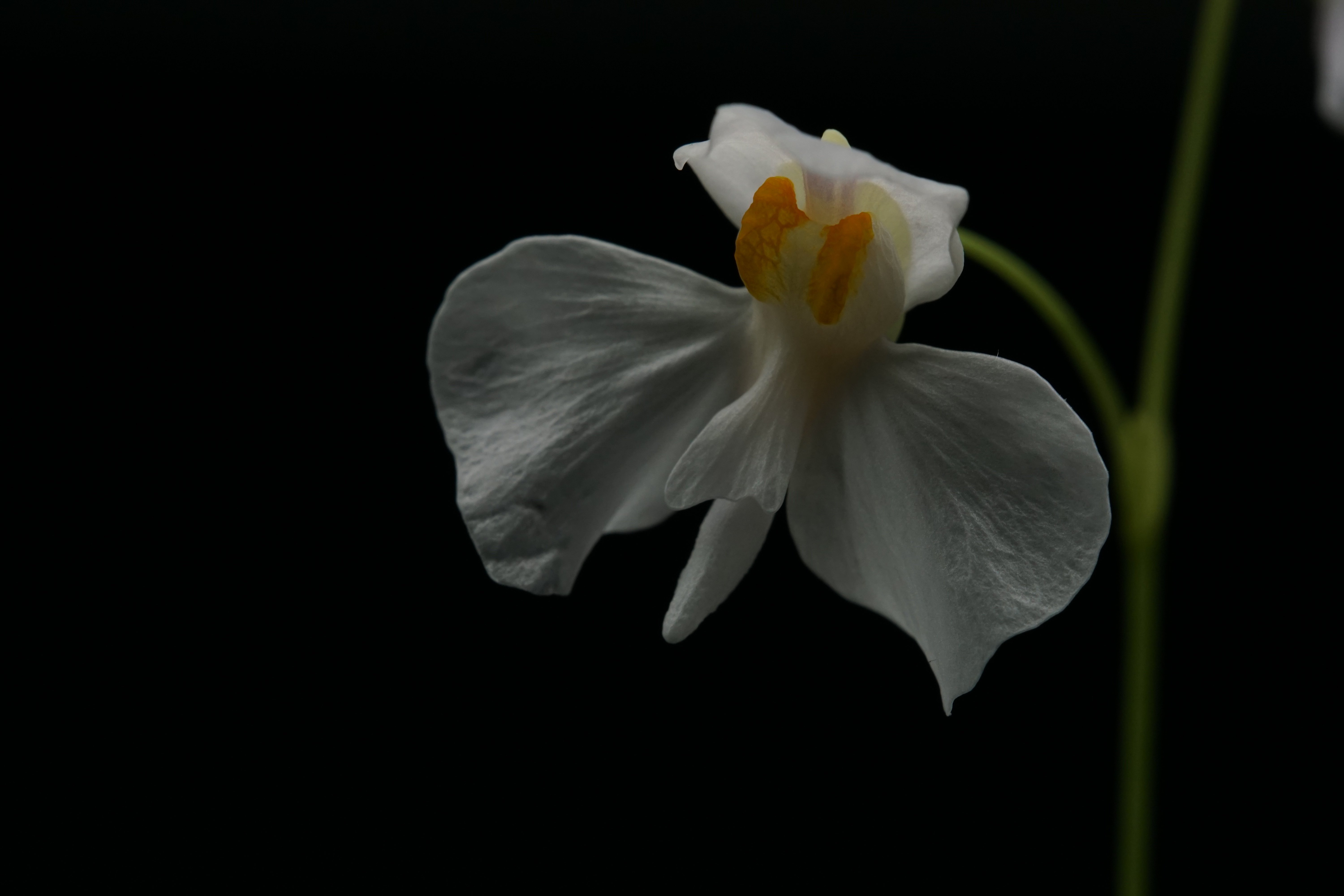 Utricularia nephrophylla white flower