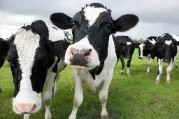 What's happening with dairy cows and bird flu?