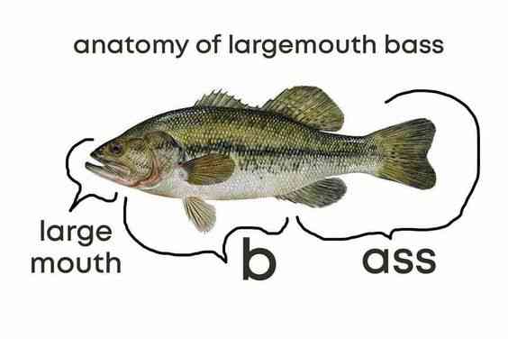 The anatomy of a Largemouth Bass