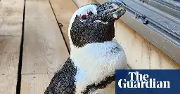 ‘Miracle’ penguin found two weeks after escaping captivity in Japan