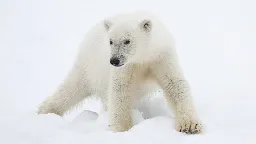 Will I die if I eat polar bear liver?