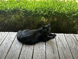 [OC] Rocking the former feral gang sign outside of a shop on Jekyll Island GA.  Realized I was in his seat and moved right after.