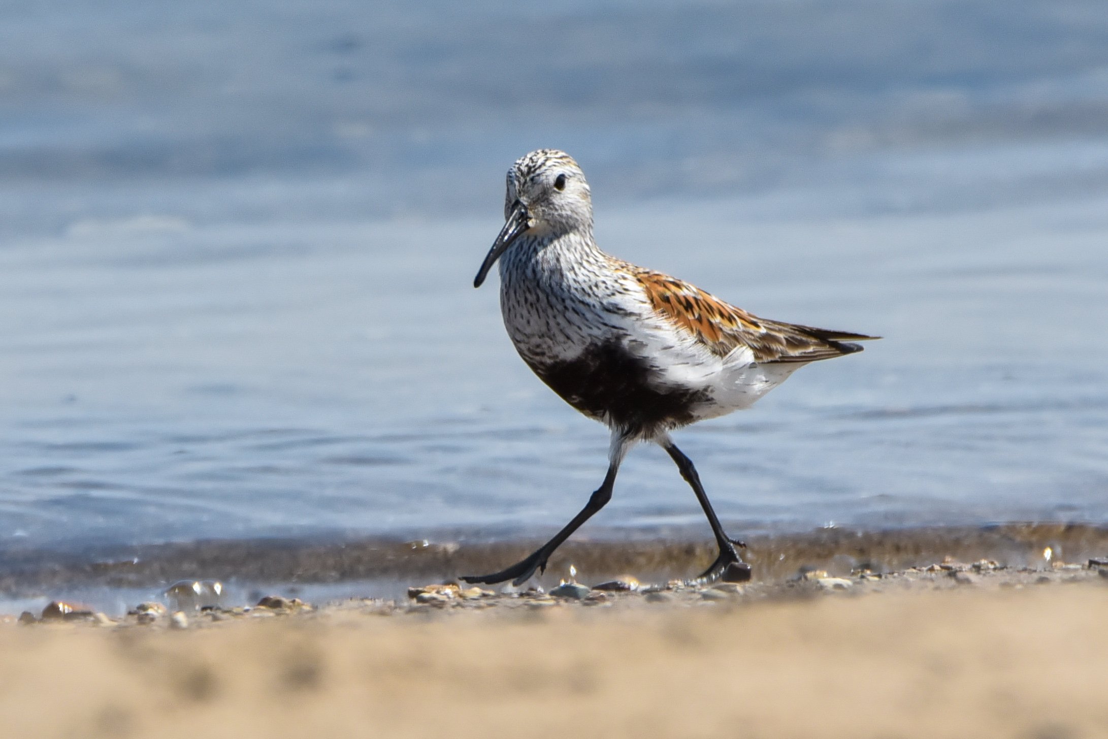 Dunlin, Lake Michigan, WI, May 2023