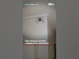 Giant Spider Has Been Australian Family's Guest For 1 Year