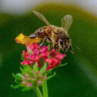 The other bee's sister - a second before flying away