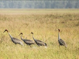 Dong Thap works hard on conserving red-crowned cranes | Environment | Vietnam+ (VietnamPlus)