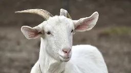 Italian island overrun by goats is offering them free to anyone who can catch them | CNN