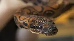 This rainbow boa hadn't touched another snake in years. It gave birth to 14 babies.