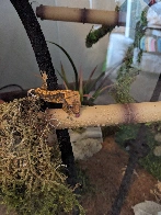 Adopted a Crested Gecko