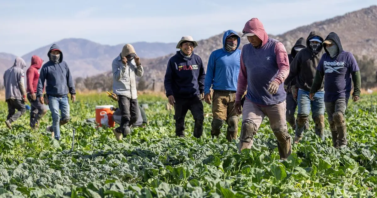 California farmers were big Trump backers. They may be on collision course over immigrant deportation