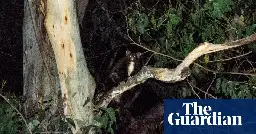 NSW forestry agency ordered to stop logging after greater glider found dead
